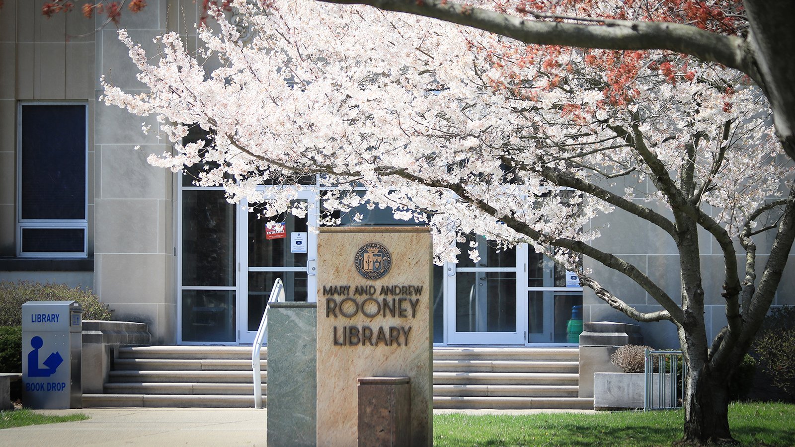 Outside front of SMWC's Rooney Library with steps leading to front doors and flowering trees